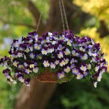 Spreading Pansy 'Cool Wave® Violet Wing'