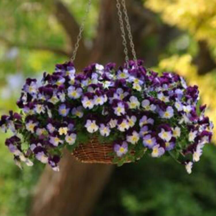 plant image 495103