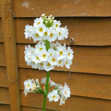 Ian's garden