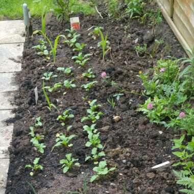 Ian's garden