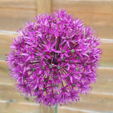 Allium 'Purple Sensation'
