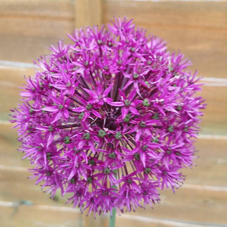 plant image 712793 plant image 712793