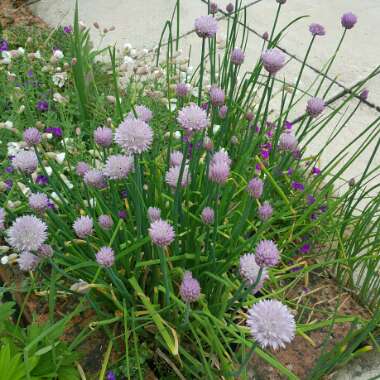 Chives