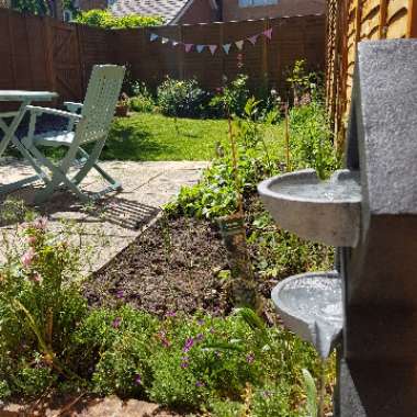 Ian's garden