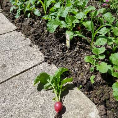 Radish 'Cherry Belle'