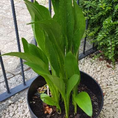 Ian's garden