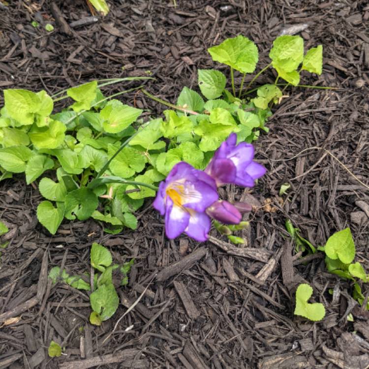 plant image 1488374