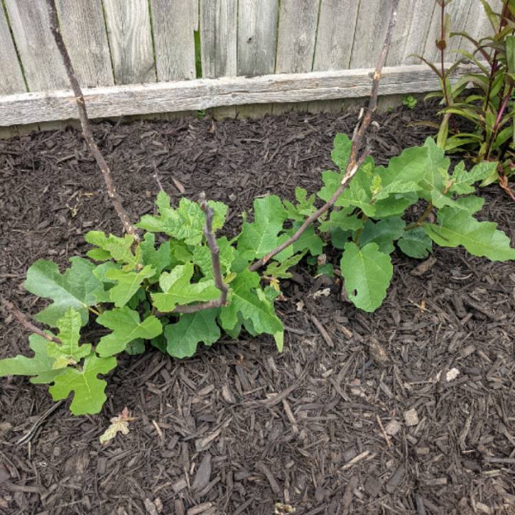 Plant image Ficus carica 'Chicago Hardy' syn. Ficus carica 'Chicago', Ficus carica 'Hardy Chicago'
