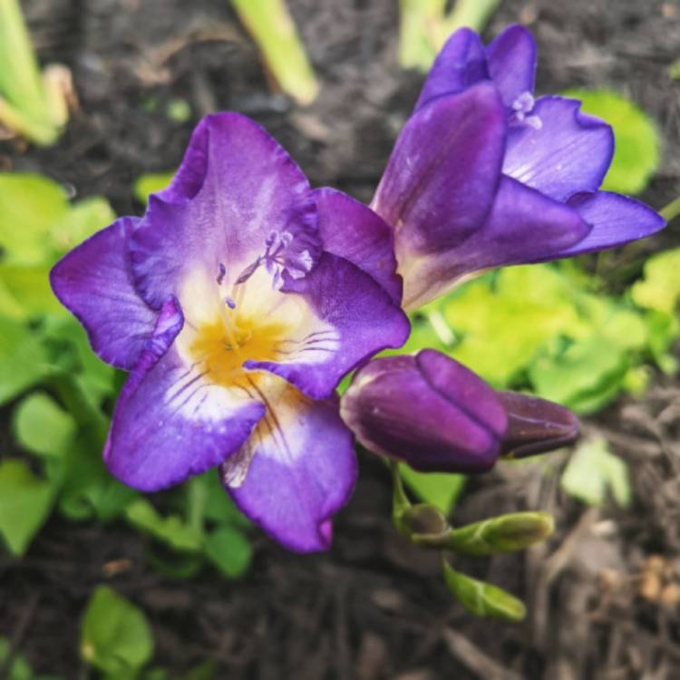 plant image 1488420