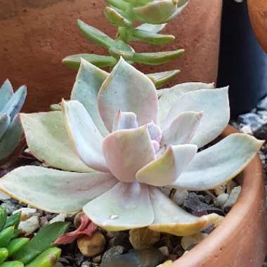xGraptoveria Albert Baynes