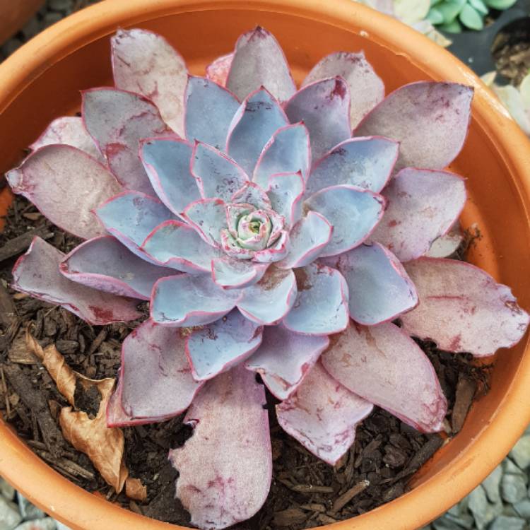plant image 1000075