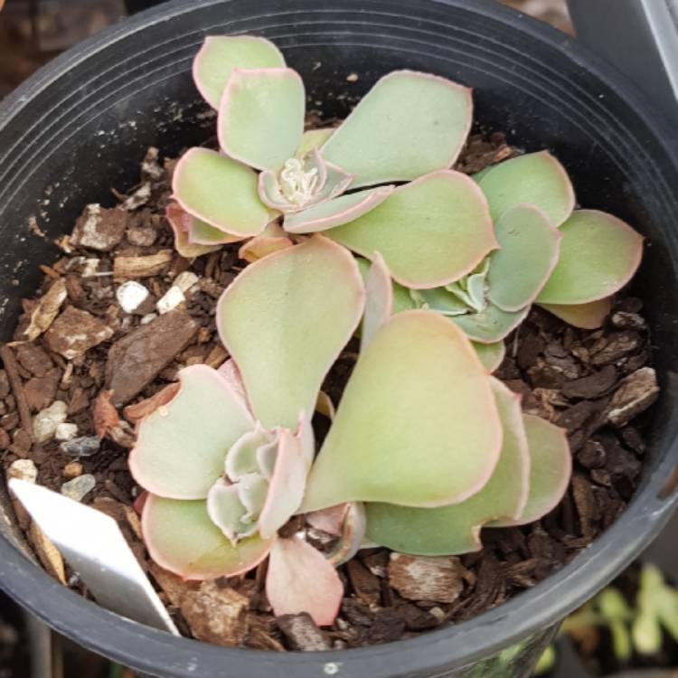 Plant image Echeveria Shaviana Pink Frills