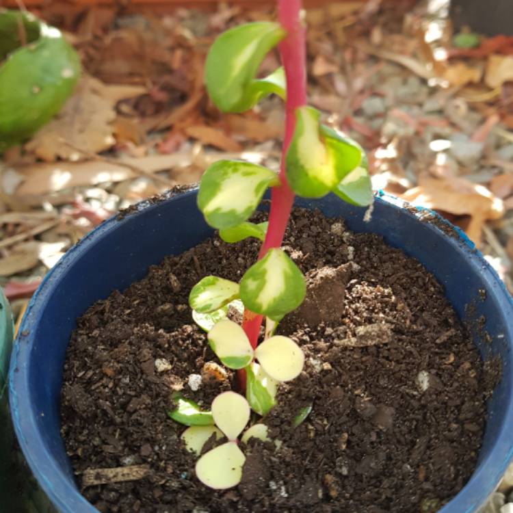 Plant image Portulacaria Afra 'Medio-picta'