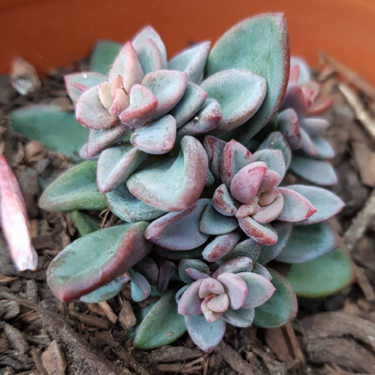 plant image 1019309