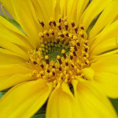 Helianthus annuus