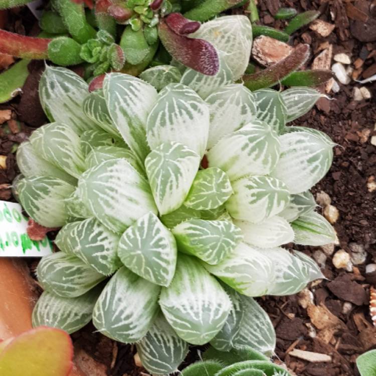 plant image 1024671