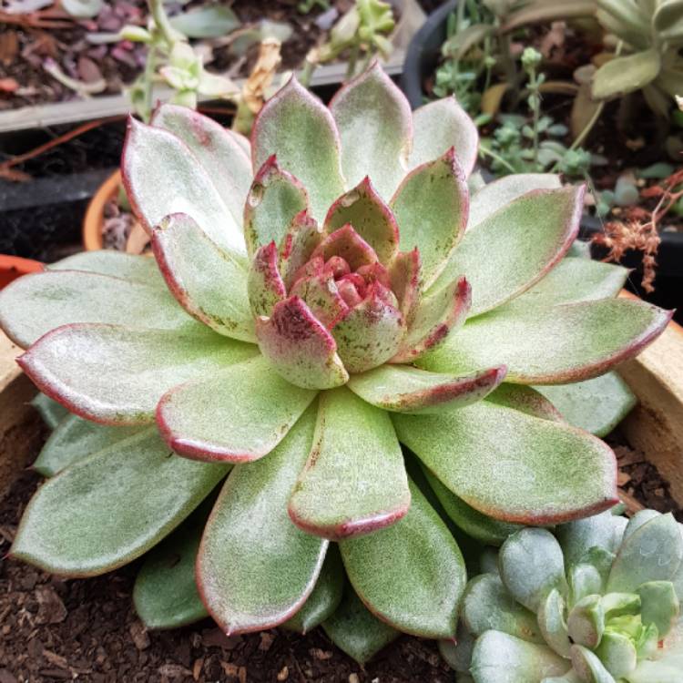 plant image 1024673