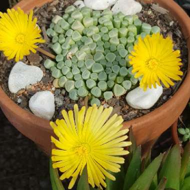 Fenestraria aurantiaca