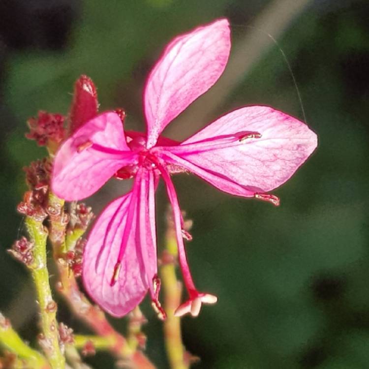Plant image Oenothera lindheimeri 'Siskiyou Pink' syn. Gaura lindheimeri 'Siskiyou Pink'
