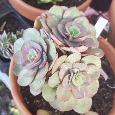 Echeveria Suyon