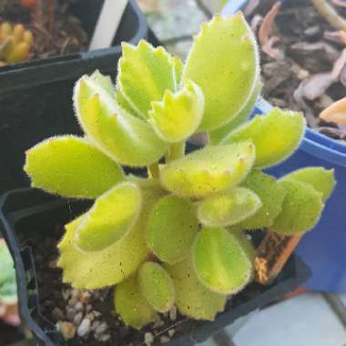 Cotyledon Tomentosa Variegata Yellow