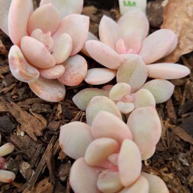 xGraptoveria Laui Pink