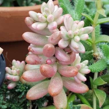Sedum Rubrotinctum 'Aurora'