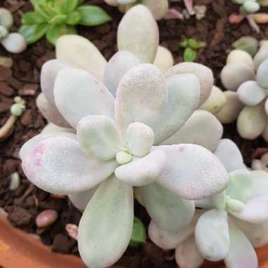 Graptopetalum Amethystinum