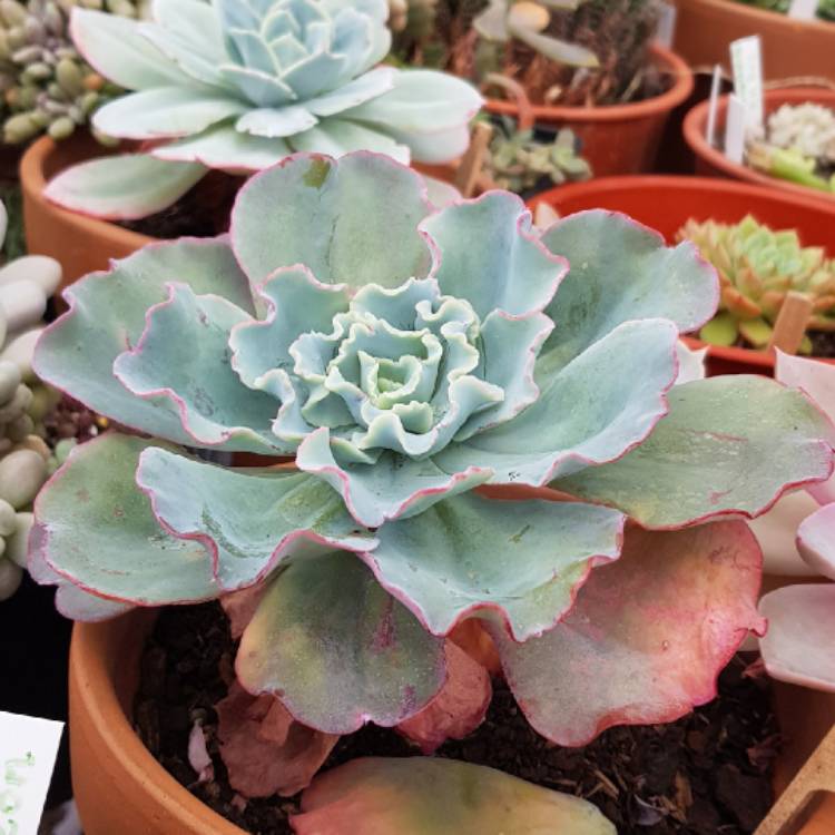 plant image 1068325 plant image 1068325