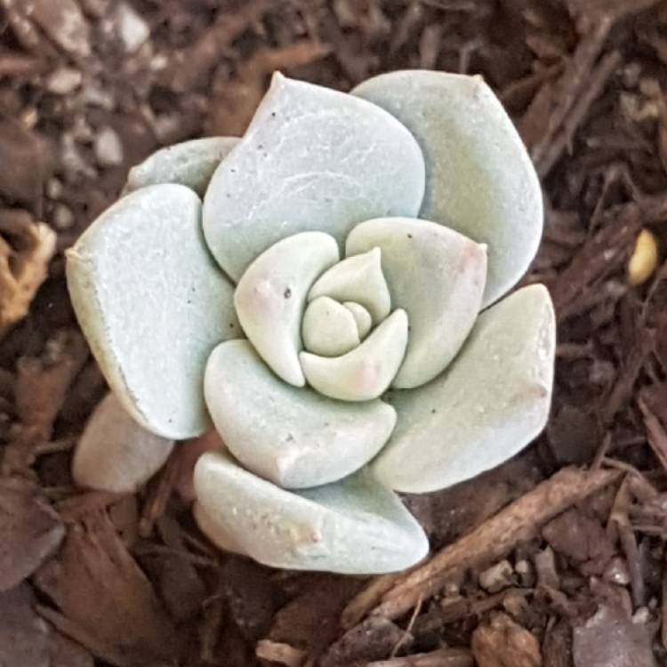 plant image 1080023