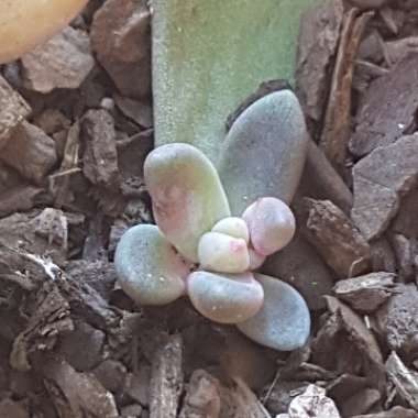 x Pachyveria Flambeau