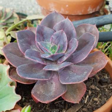 Echeveria Blue Metal