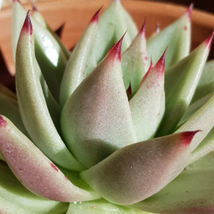 Plant image Echeveria Agavoides Ebony