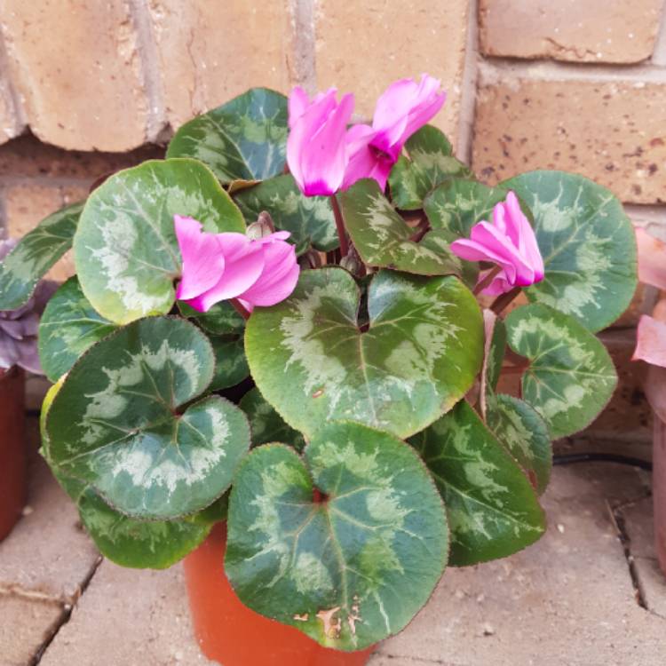 plant image 1123663
