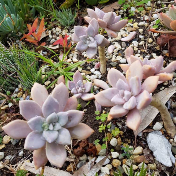 plant image 1123784 plant image 1123784