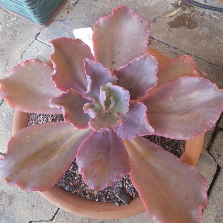 plant image 113320 plant image 113320
