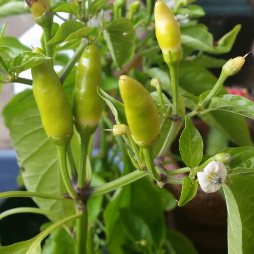plant image 113325