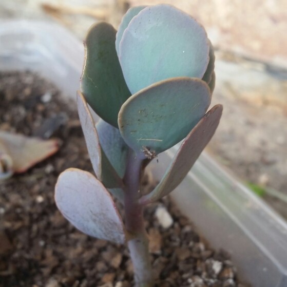 plant image 113327 plant image 113327