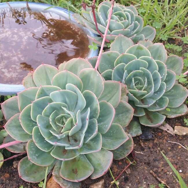 plant image 113330 plant image 113330