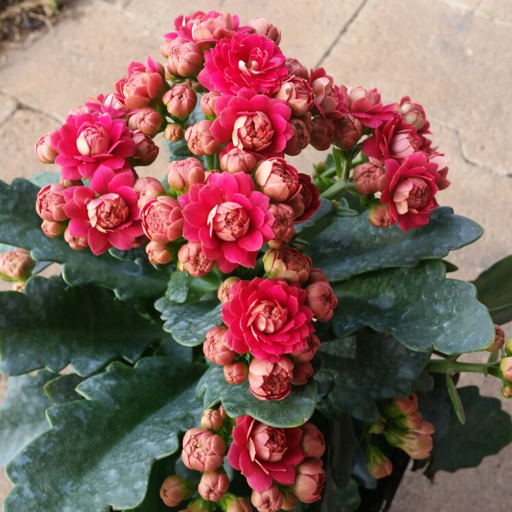 Plant image Kalanchoe blossfeldiana Pink Queen