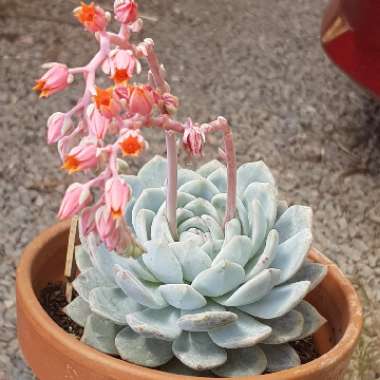 Echeveria Monroe