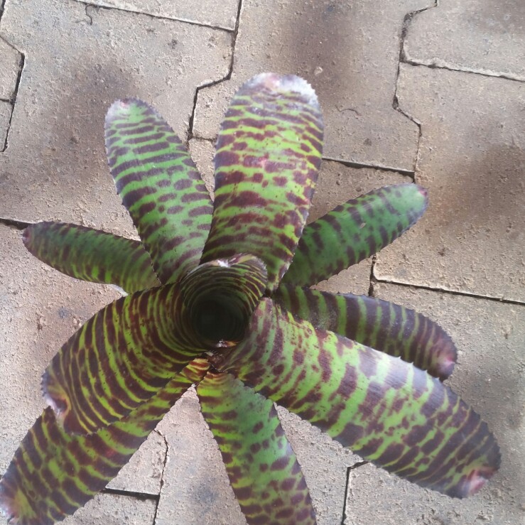plant image 124189