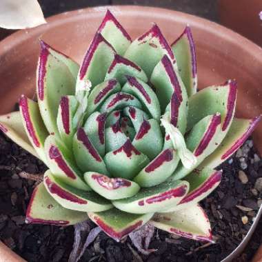 Echeveria 'Agavoides Ebony'