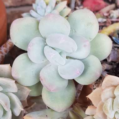 Pachyphytum 'Blue Haze'