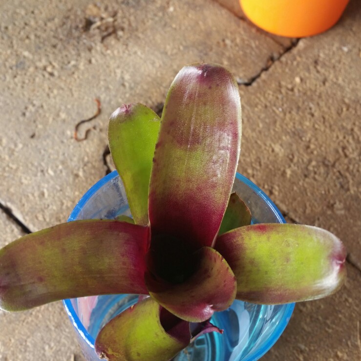 plant image 147528