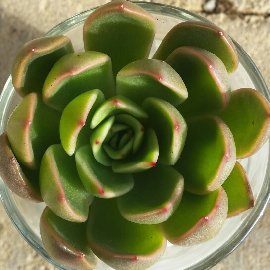 plant image 147531 plant image 147531