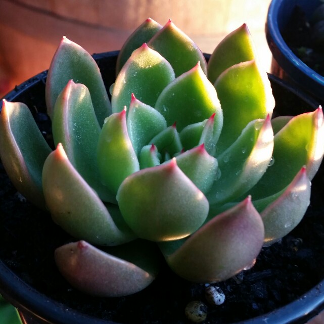 plant image 153964 plant image 153964