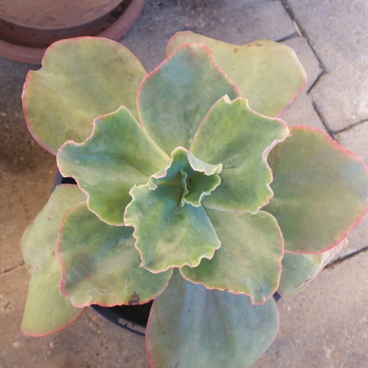 plant image 155457 plant image 155457