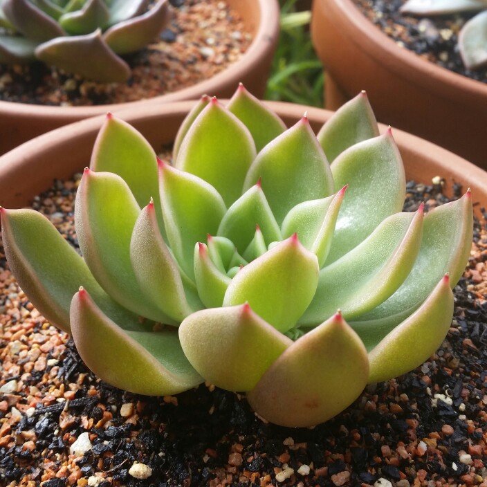plant image 189970 plant image 189970