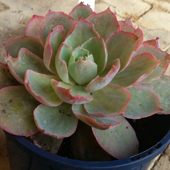 plant image 194707 plant image 194707